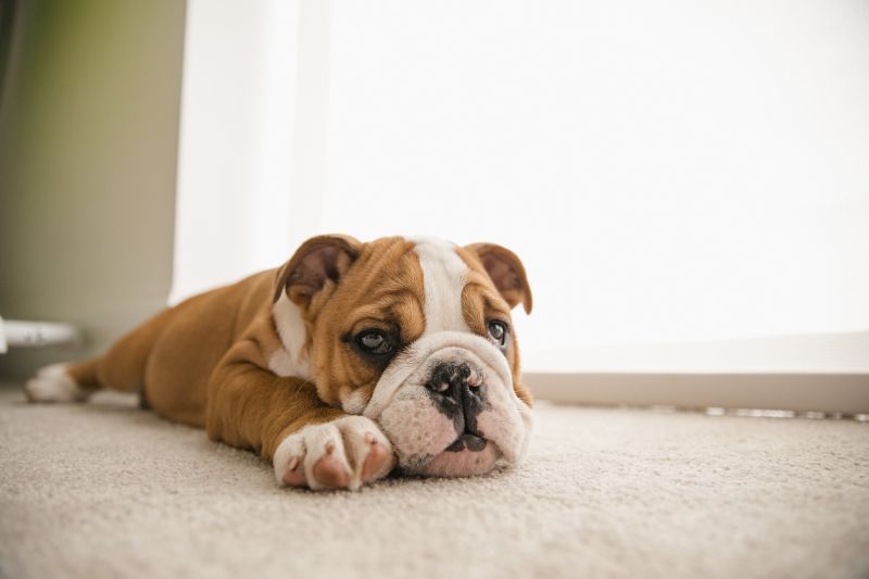 Carpet Burn Repair in Kansas City, KS